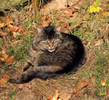 Barn Cat