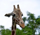 Young Giraffe