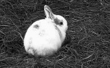 White Rabbit 