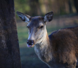 Gettin a  Drink