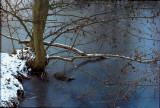 Deep Freeze at the Pond
