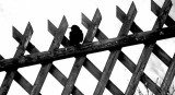 Black Bird on  Fence 