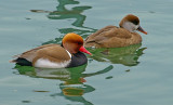 The Red-Crested Pochard Couple