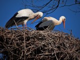 Building a Nest Together