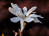 Magnolia Stellata