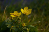 Kingcup (Marsh Marigold)
