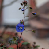 Speedwell