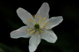 Wood Anemone