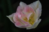 A late pink and white tulip!