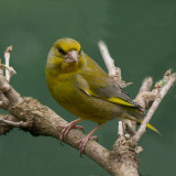 Green Finch