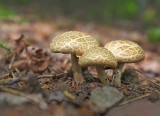 Mushrooms in May