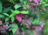 Japanese spiraea