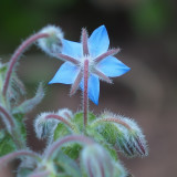 Starflower