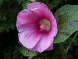 Hollyhock  