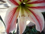 Amaryllis 