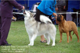 Display Dog Competition