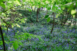 Bluebells in the Fairy Glen 
