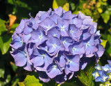 Hydrangea    