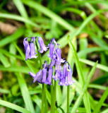 Bluebells