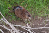 young beaver