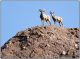 Bighorn Sheep