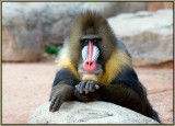 Baboon