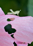 Small Grasshopper
