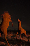 Horses at Night #1