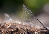 Spider Nursery