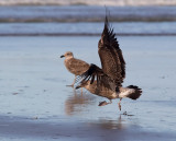 Pacific Gulls New Bright Beach