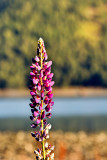 Lupins at Lake Tekapo