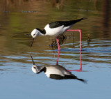 Pied Stilt Squared