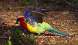 Eastern Rosella