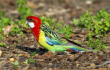 Eastern Rosella