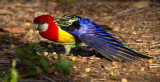 Eastern Rosella