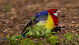 Eastern Rosella