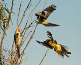 Yellow Crimson Parrot