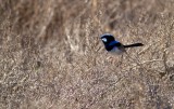 Superb Fairy Wren