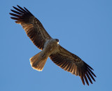 Black Kite