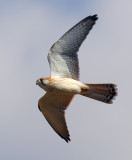 Nankeen Kestral