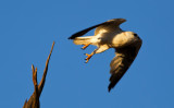 I think its a Black Shouldered Kite.