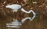 Egret