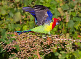 Eastern Rosella