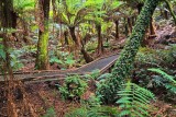 Triplet Falls Walk