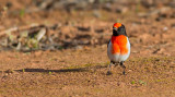 Red Capped Robin