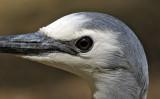 White Faced Heron