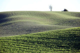 110_Palouse.JPG