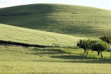 250_Palouse.JPG