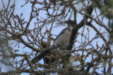 Western Scrub-Jay - IMG_2509.JPG
