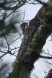 Downy Woodpecker - IMG_2534.JPG